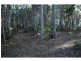 Lot 243 Florabunda Lane, Nethercote NSW 2549