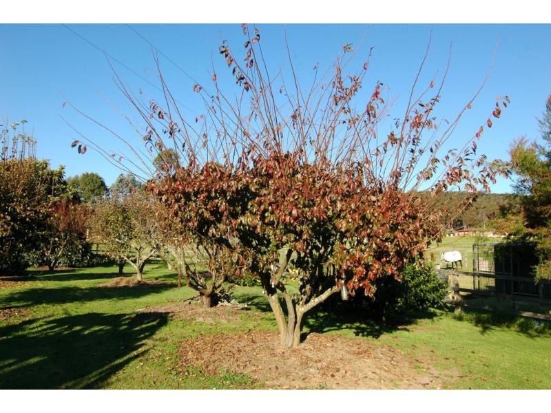 100 Yowaka River Road, Greigs Flat NSW 2549