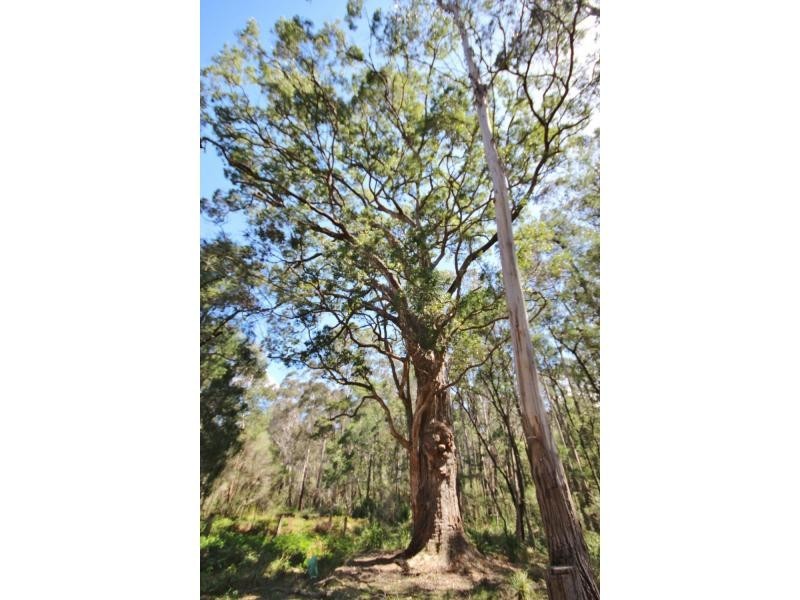 1 & 2 Maxwells Road, Timbillica, Eden NSW 2551