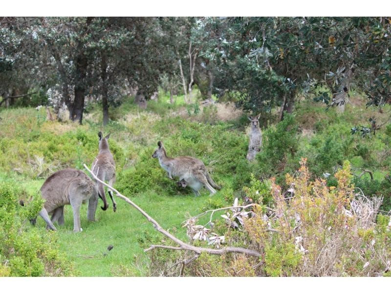 1 & 2 Maxwells Road, Timbillica, Eden NSW 2551