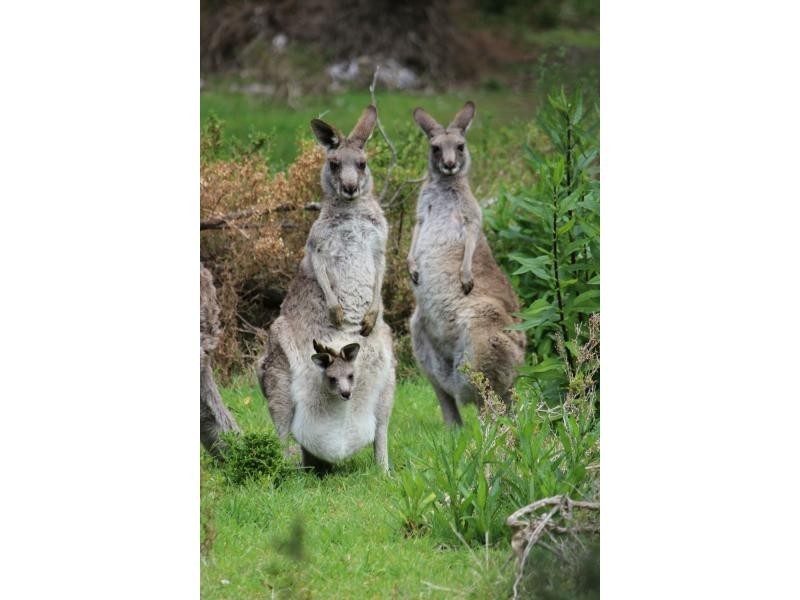 1 & 2 Maxwells Road, Timbillica, Eden NSW 2551