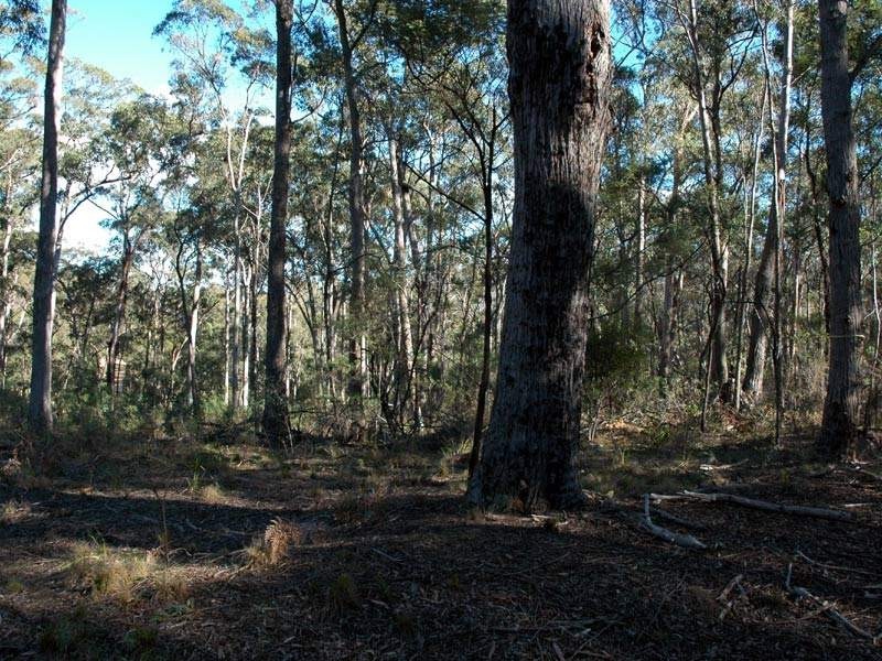 Lot 13 Burragate Road, Wyndham NSW 2550