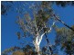 Lot 13 Burragate Road, Wyndham NSW 2550