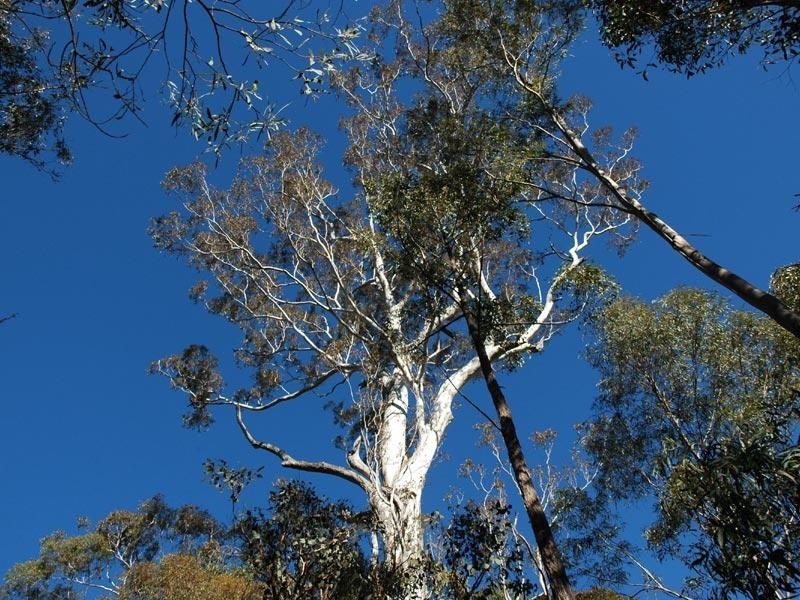 Lot 13 Burragate Road, Wyndham NSW 2550