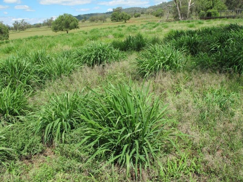 823 Eulowrie Road, Bingara NSW 2404