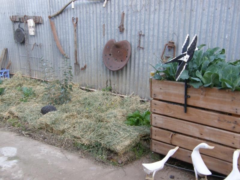 37 Maitland Street, Bingara NSW 2404