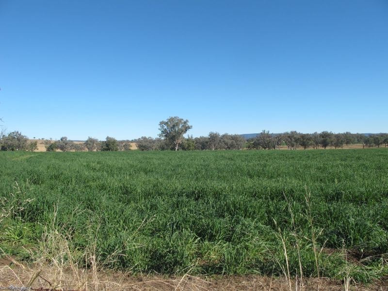 83 Kellys Road, Bingara NSW 2404
