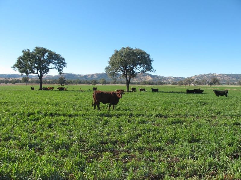 83 Kellys Road, Bingara NSW 2404