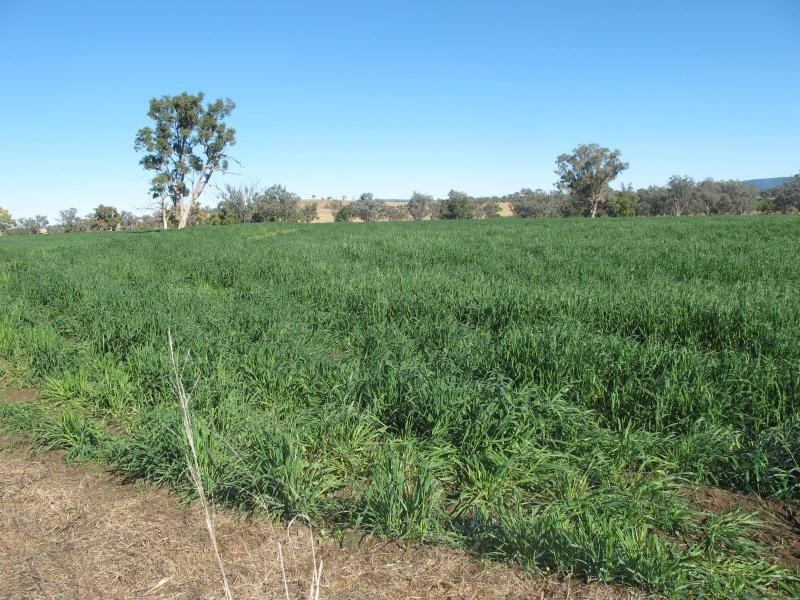 83 Kellys Road, Bingara NSW 2404