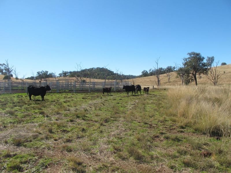 83 Kellys Road, Bingara NSW 2404