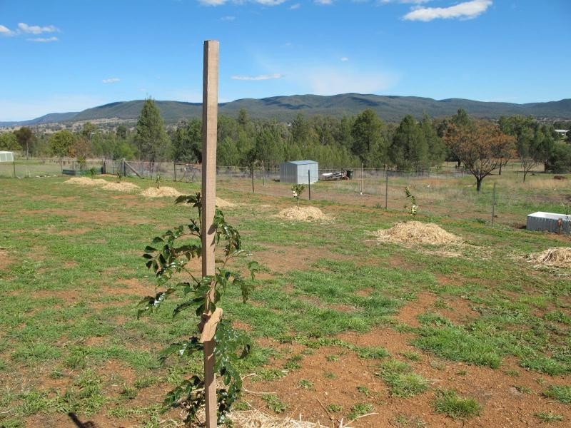 16 Bassett Street, Bingara NSW 2404