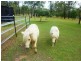 Regency Downs QLD 4341