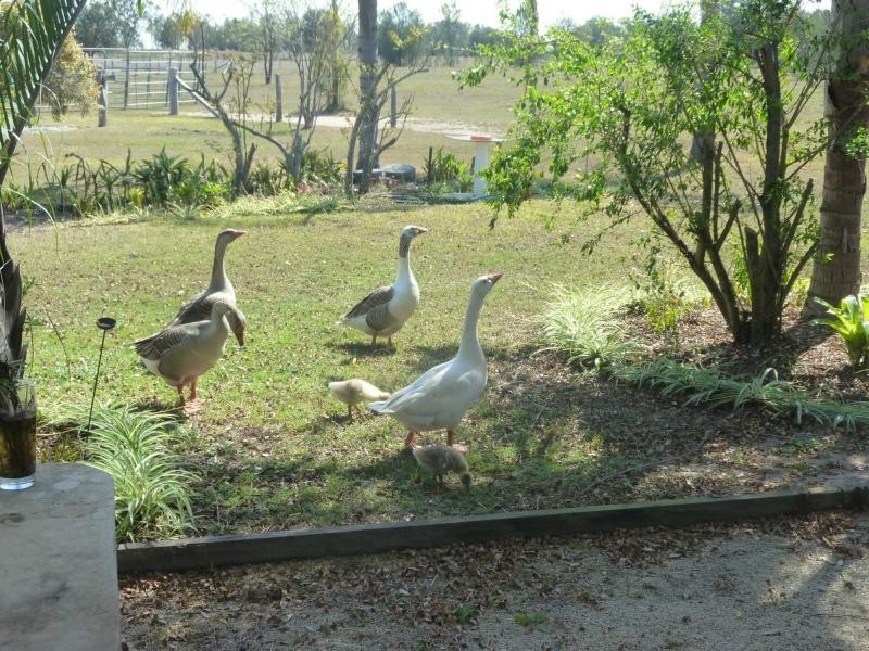 Mount Tarampa QLD 4311