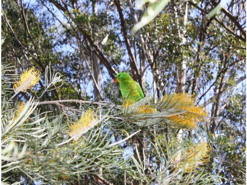 Bonny Hills NSW 2445