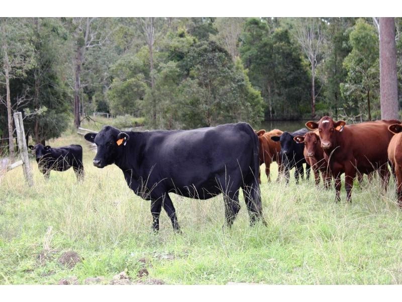 Bellangry NSW 2446