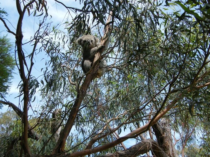 53 Fourth Avenue, Raymond Island VIC 3880