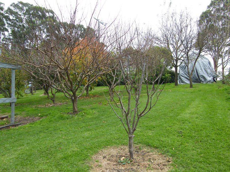 485 Wy Yung-Calulu Road, Wy Yung VIC 3875