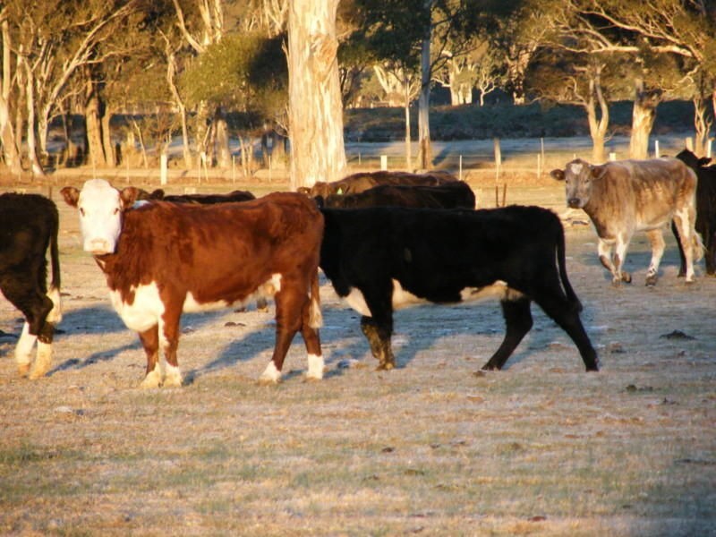 1150 Dargo Fernbank Road, Fernbank VIC 3864