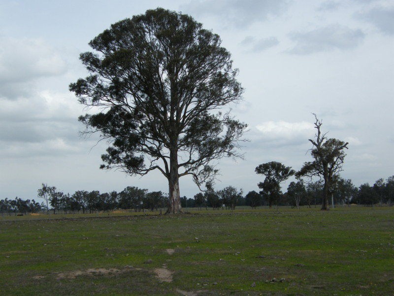 895 Glenaladale Fernbank Road, Fernbank VIC 3864