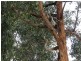 50 Gravelly Point Road, Raymond Island VIC 3880
