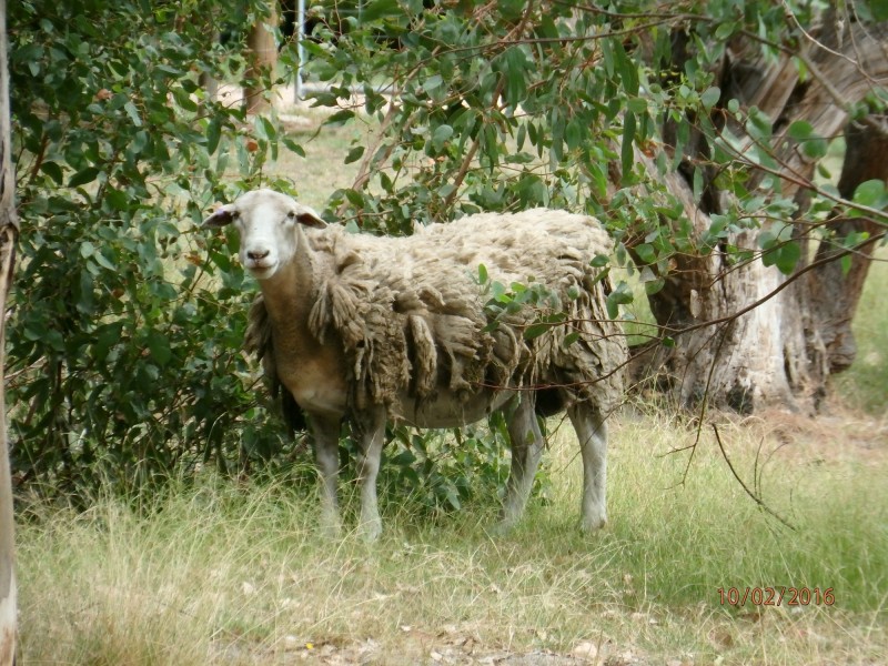 11 Dumont Dr, Wy Yung VIC 3875