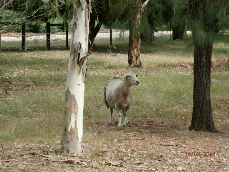 11 Dumont Dr, Wy Yung VIC 3875