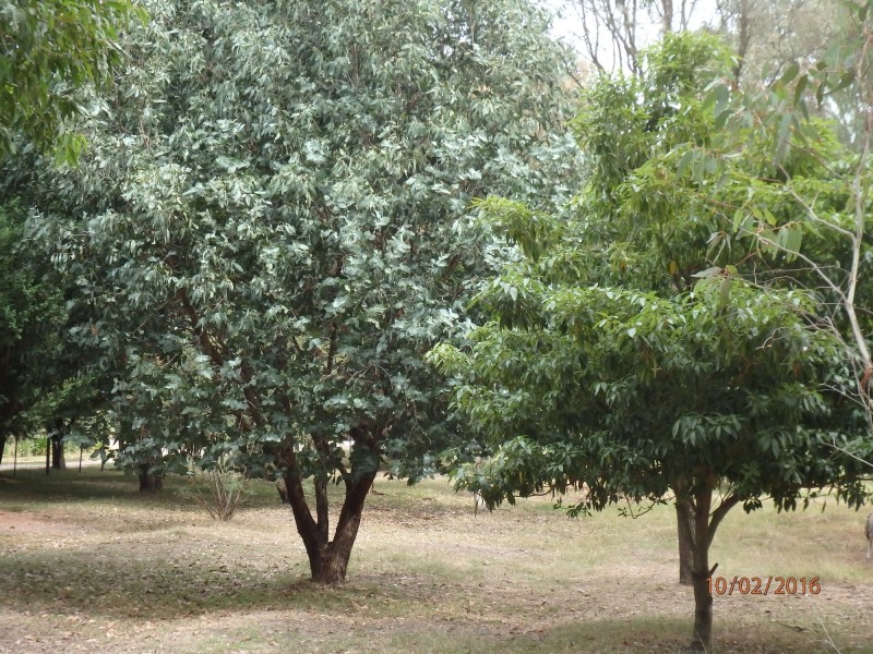 11 Dumont Dr, Wy Yung VIC 3875