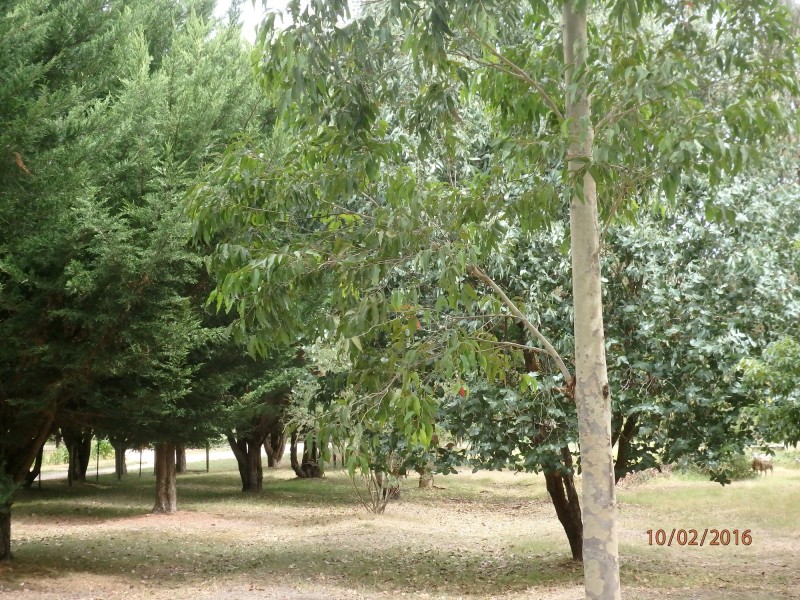 11 Dumont Dr, Wy Yung VIC 3875