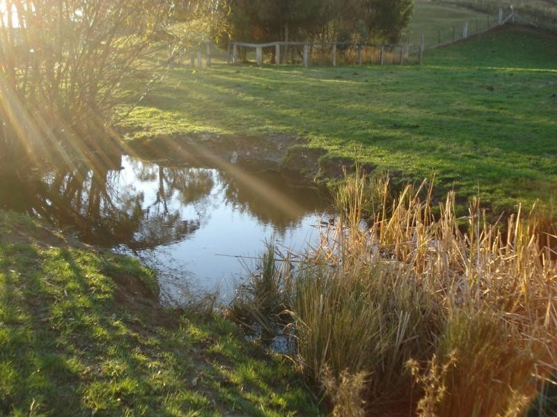 Neville NSW 2799