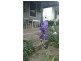 Millthorpe NSW 2798