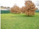 Blayney NSW 2799