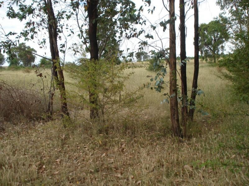 Neville NSW 2799