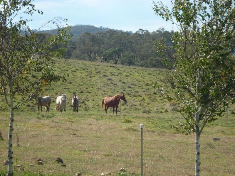 Newbridge NSW 2795