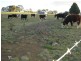 Kings Plains NSW 2799