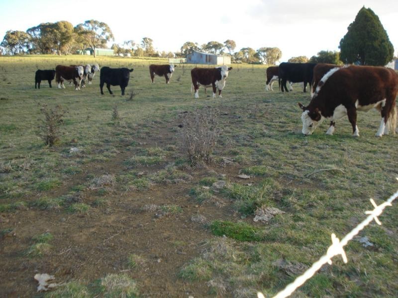 Kings Plains NSW 2799