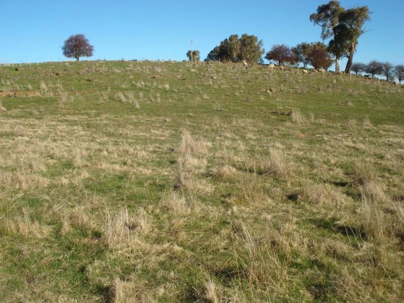 Millthorpe NSW 2798
