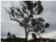 Lyndhurst NSW 2797