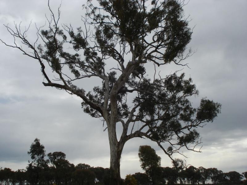Lyndhurst NSW 2797