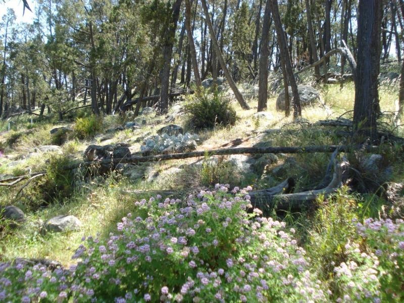 Woodstock NSW 2793