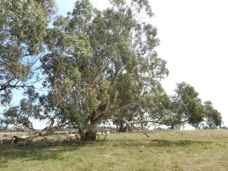 Kings Plains NSW 2799