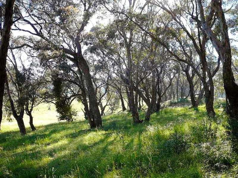 Kings Plains NSW 2799