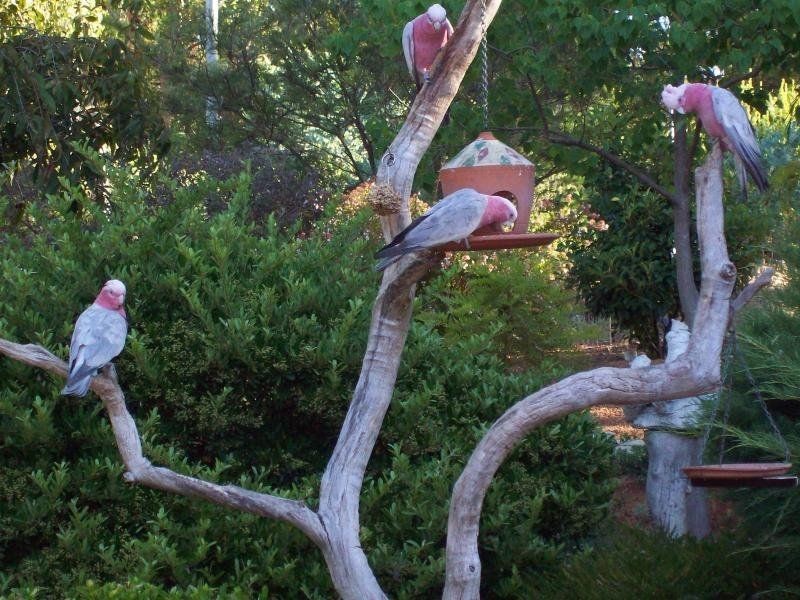 Lot 22 Craig Street, Jarrahdale WA 6124