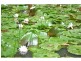 Bellingen NSW 2454