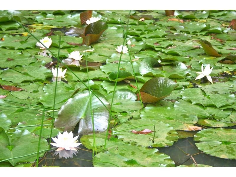 Bellingen NSW 2454