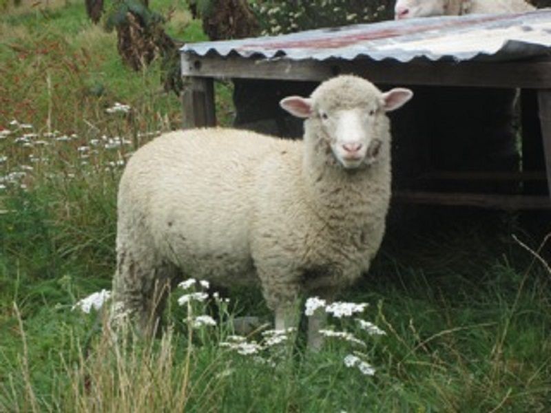 685 Pelverta Road, Kaoota TAS 7150