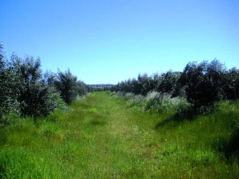1336 Riddell Road, Riddells Creek VIC 3431