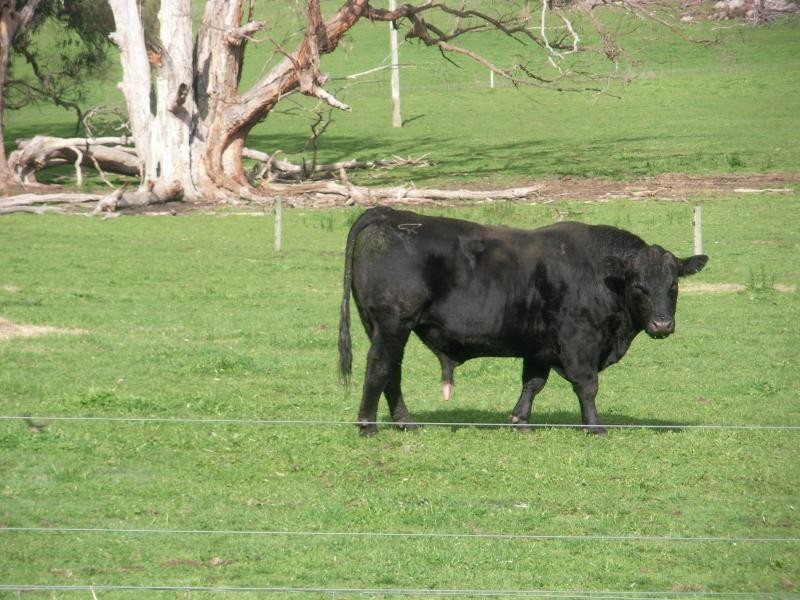 285 Gum’s Road, Caveat VIC 3660