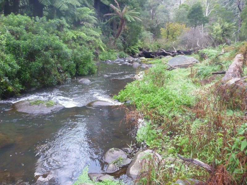 2005 Tarra Valley Road, Tarra Valley VIC 3971