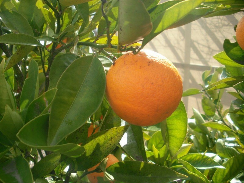 85 Sawmill Road, Huntly VIC 3551