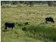 51 Cawarral Road, Tungamull, Cawarral QLD 4702
